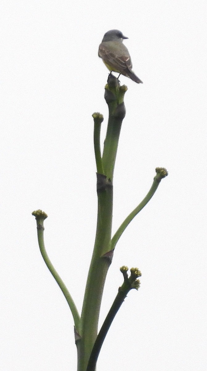 Cassin's Kingbird - ML646162804