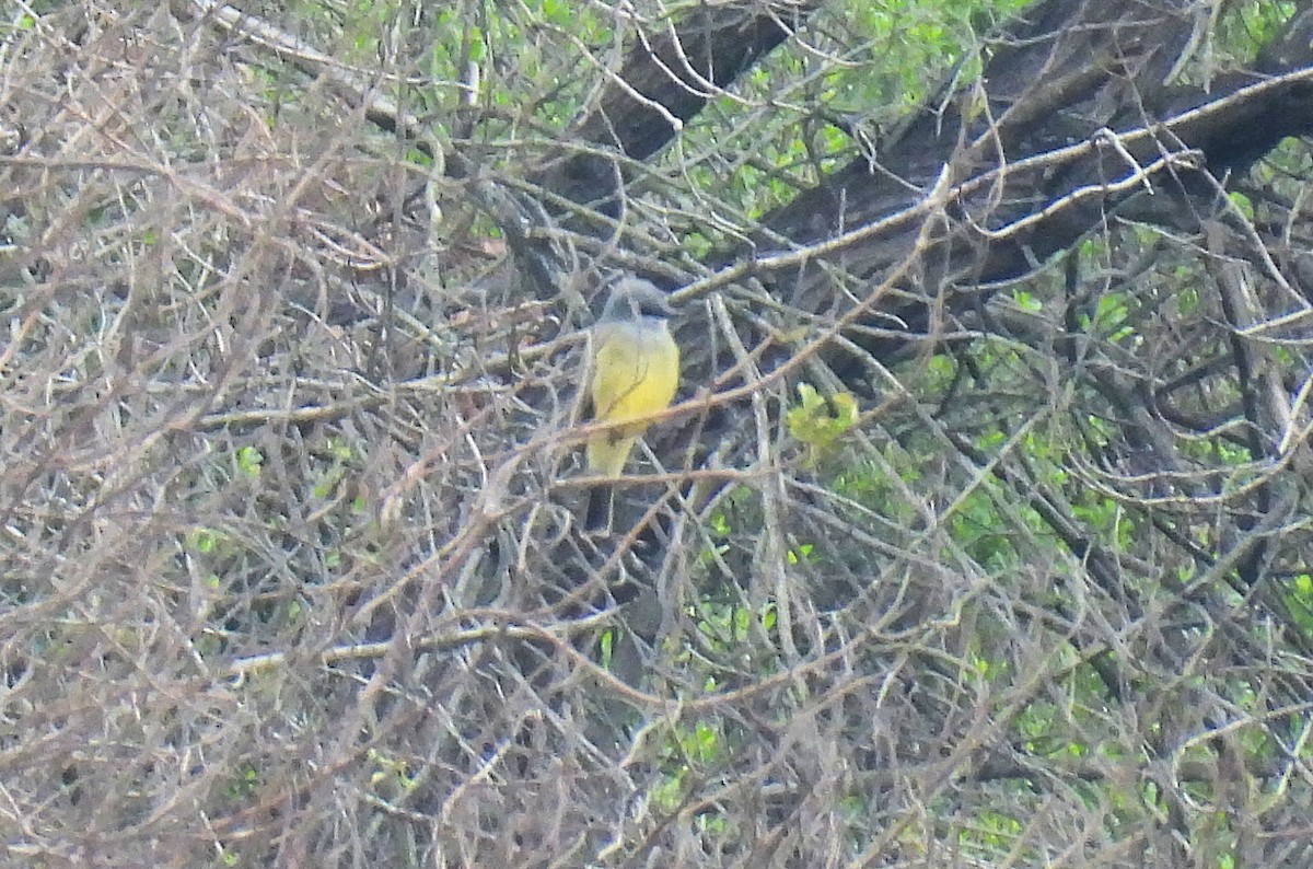 Cassin's Kingbird - ML646162805