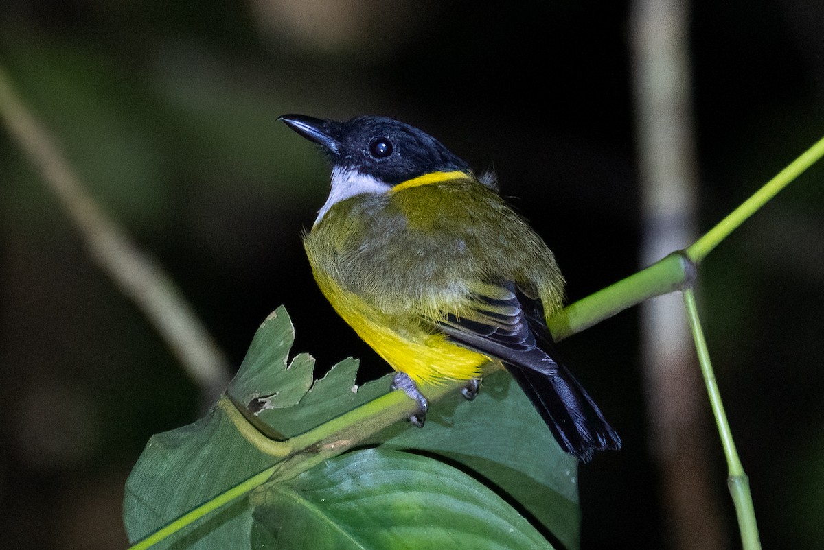 Black-chinned Whistler - ML646162807