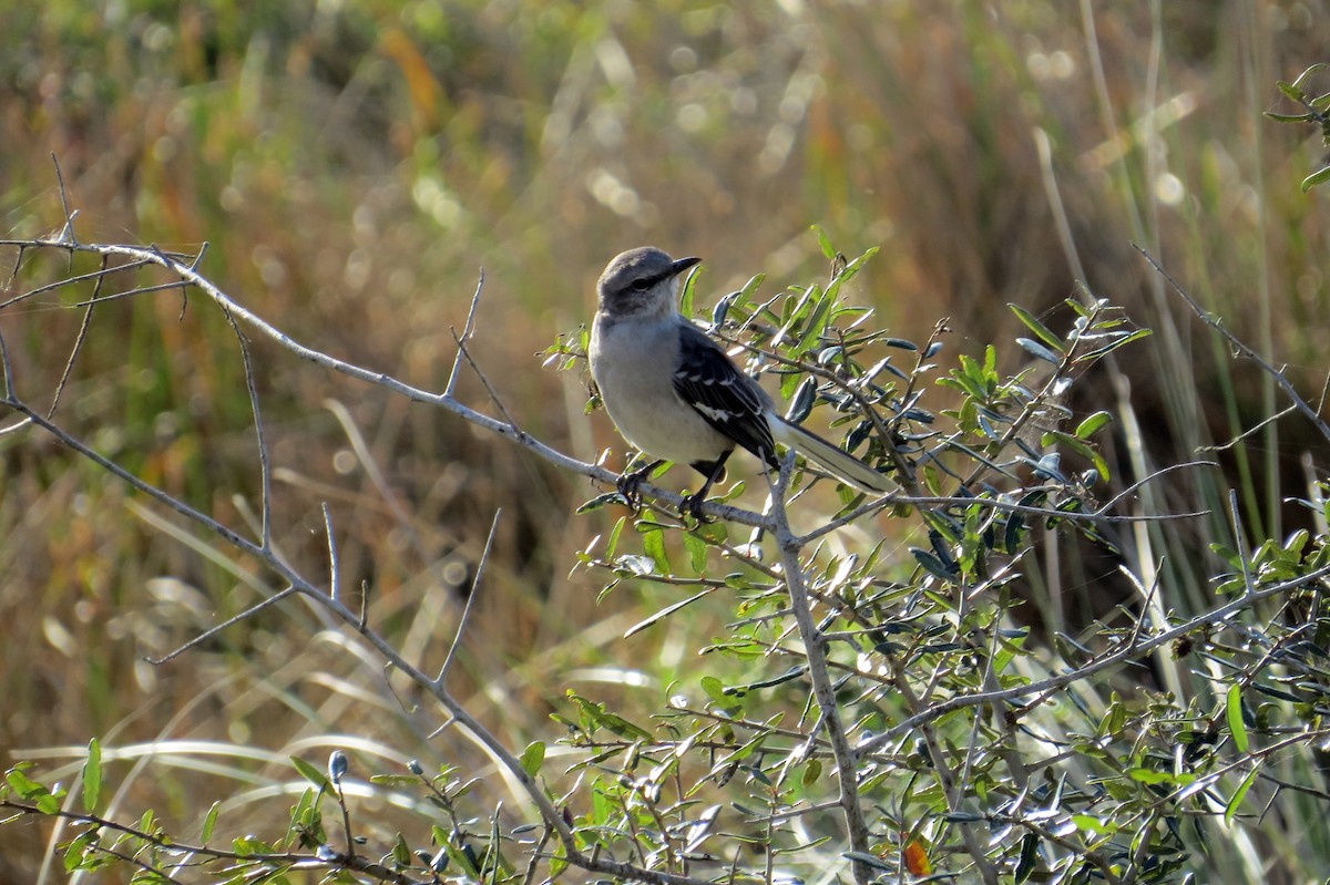 Northern Mockingbird - ML646162809