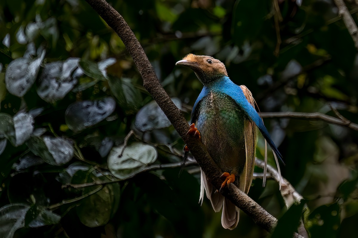 Standardwing Bird-of-Paradise - ML646162812