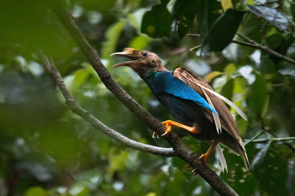 Standardwing Bird-of-Paradise - ML646162813