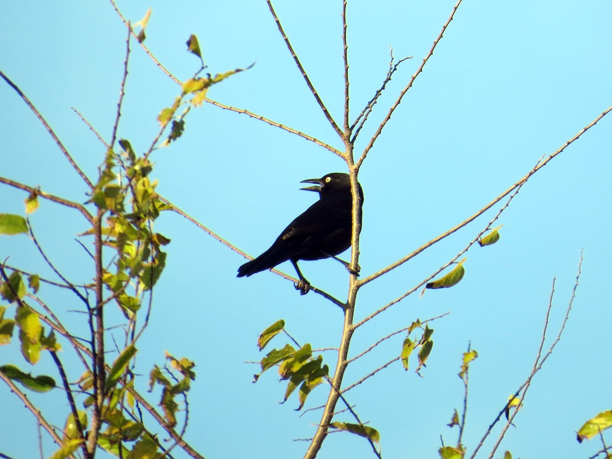 Zanate Común - ML646162814