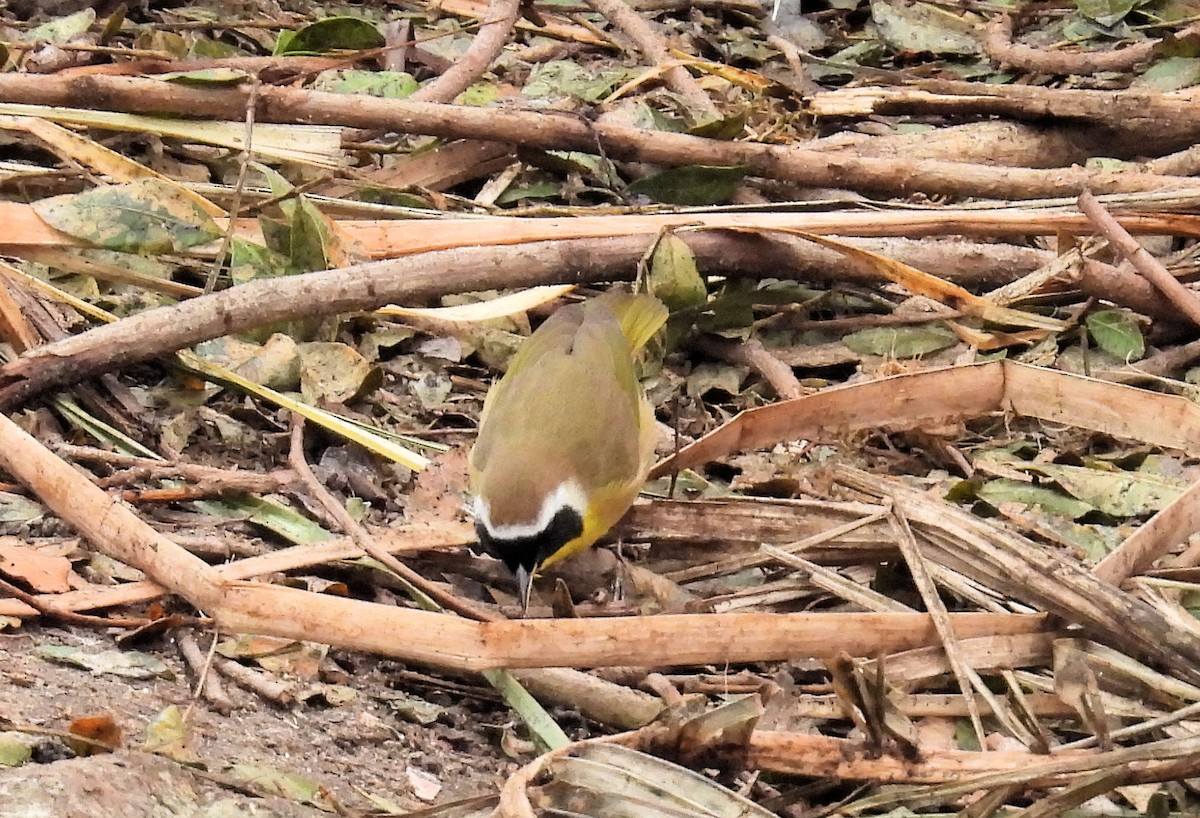 Common Yellowthroat - ML646162815
