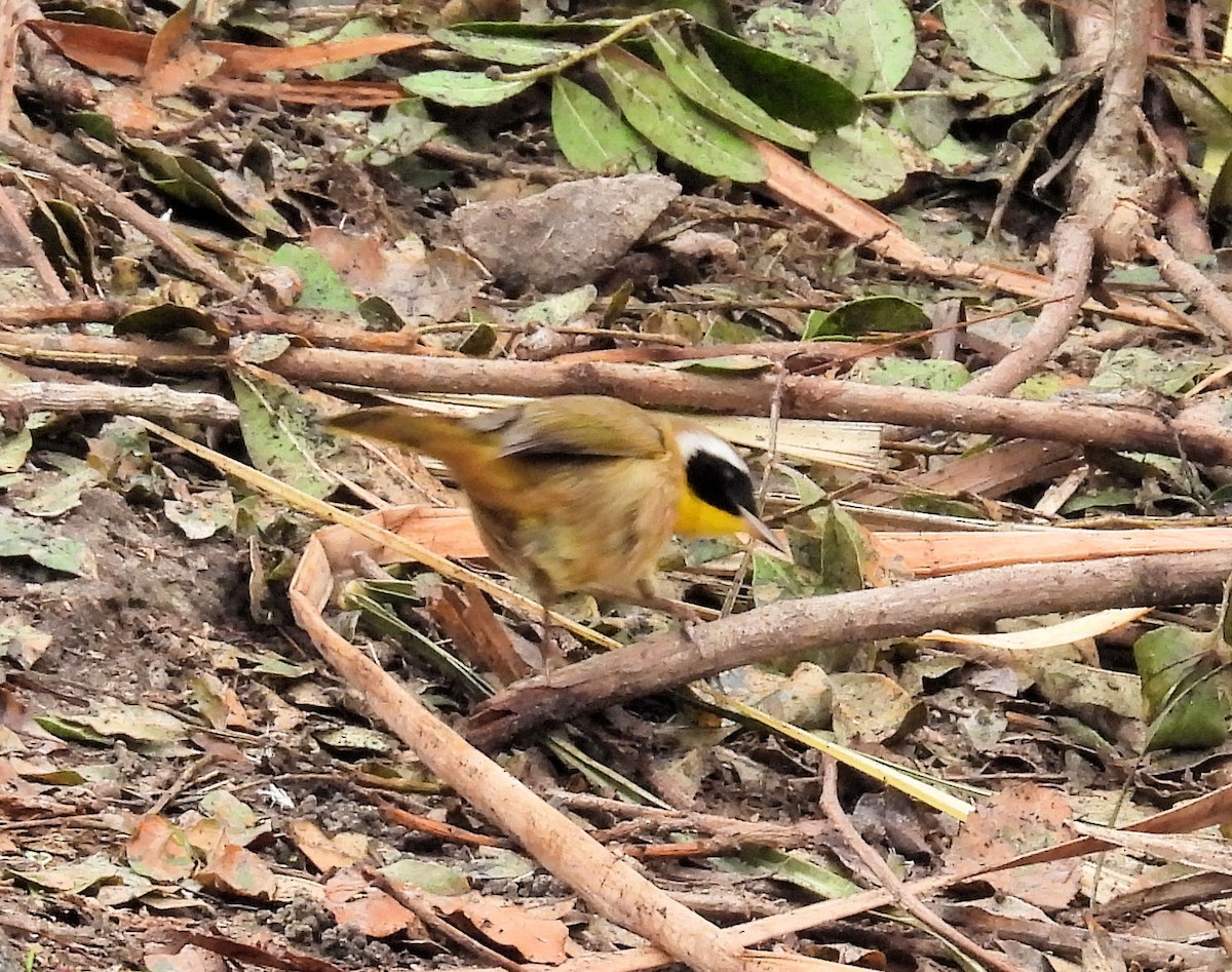 Common Yellowthroat - ML646162816