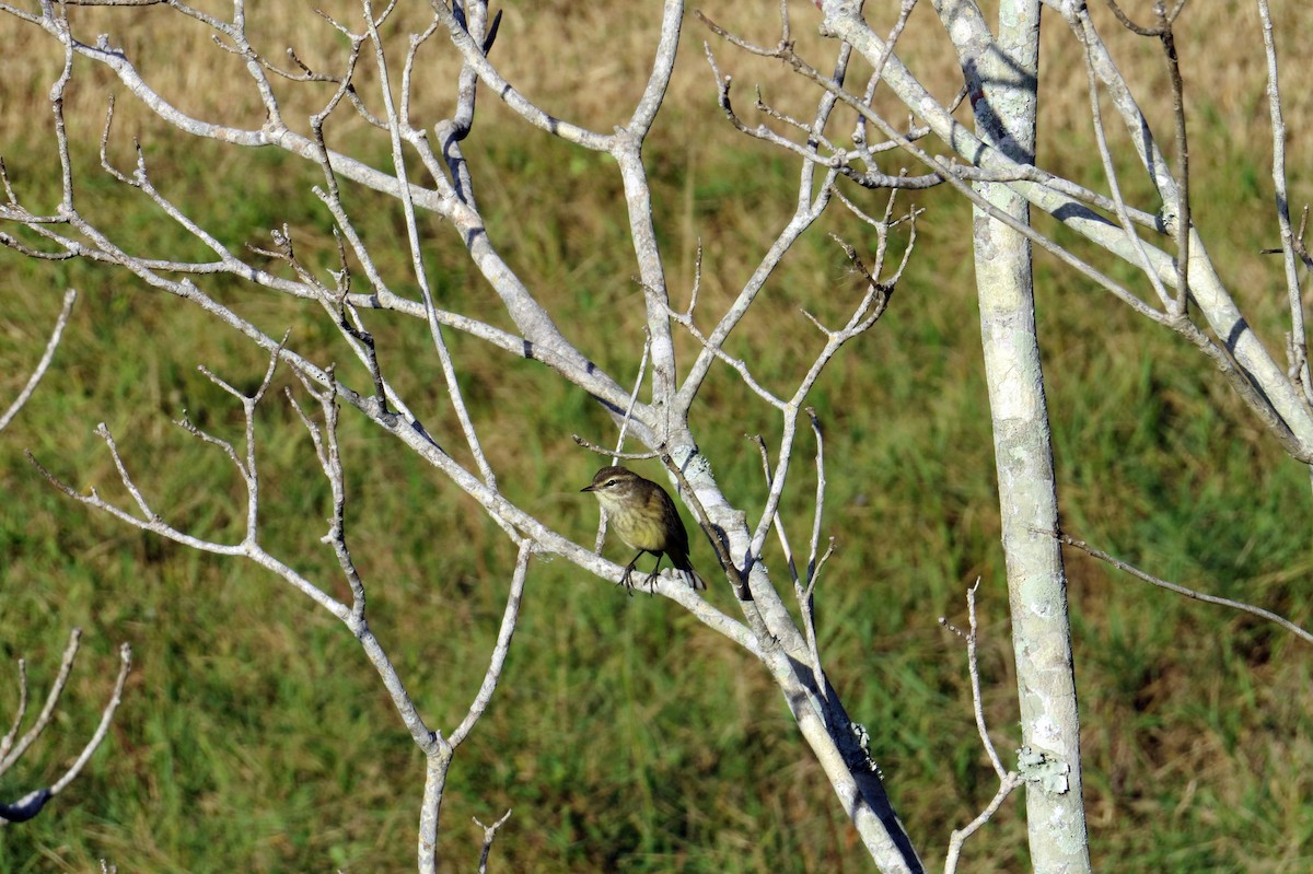 Palm Warbler - ML646162818