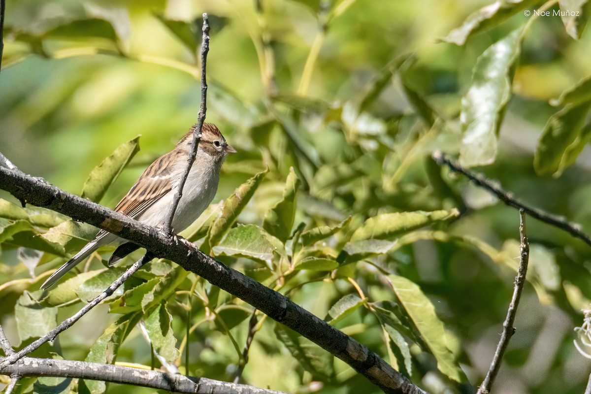 Chipping Sparrow - ML646162819