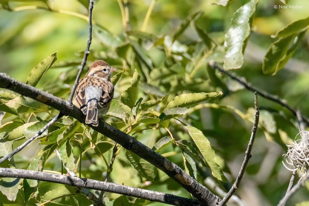Chipping Sparrow - ML646162820