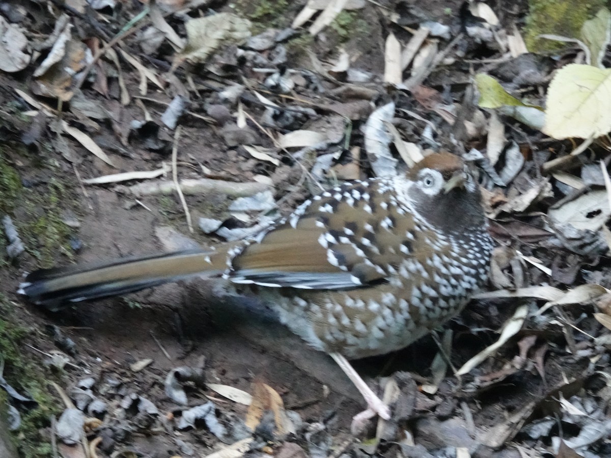 Biet's Laughingthrush - ML646162823