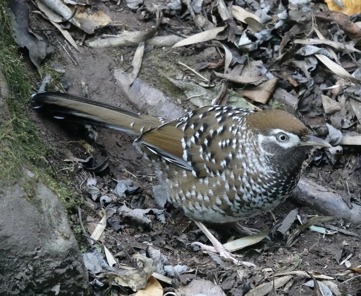 Biet's Laughingthrush - ML646162824