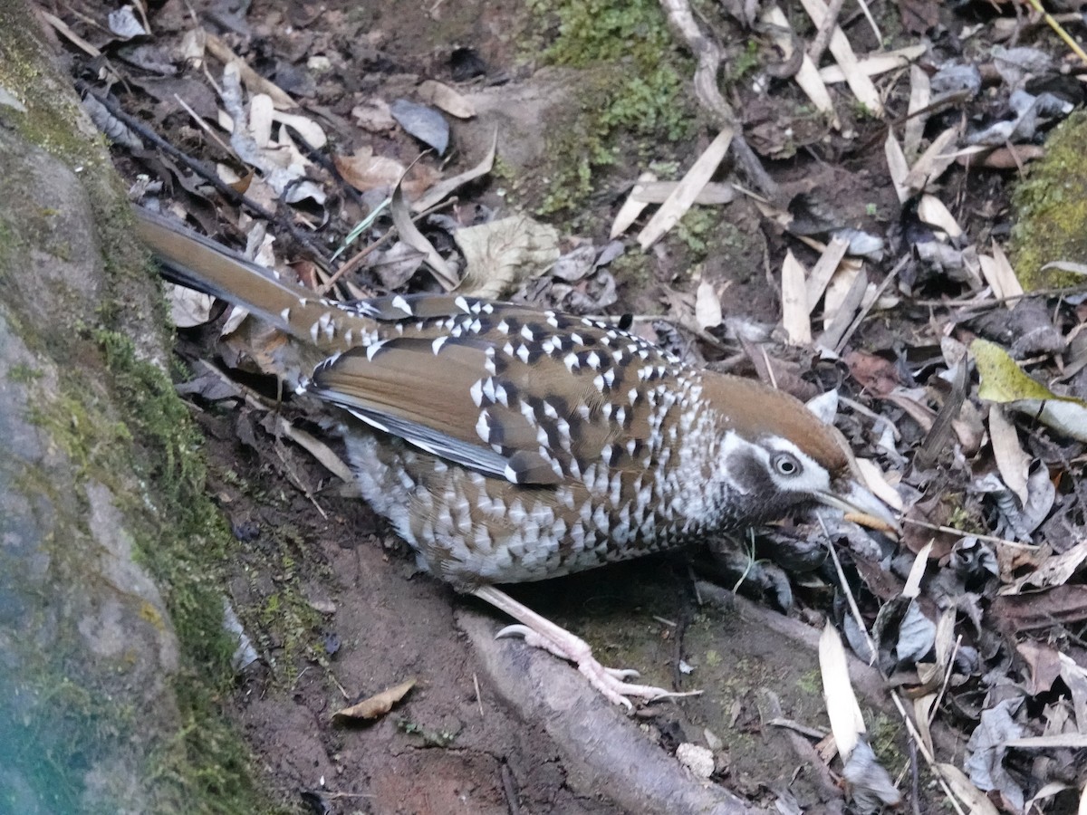 Biet's Laughingthrush - ML646162825