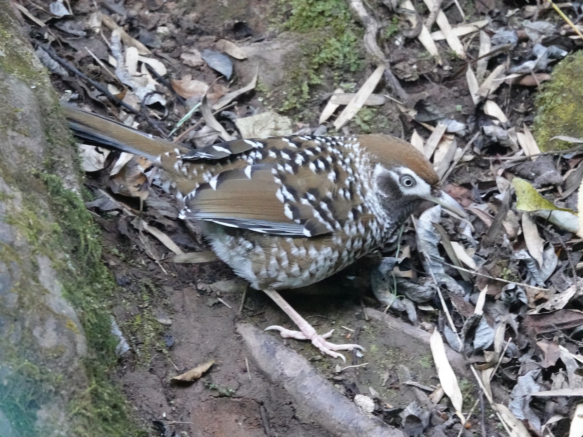 Biet's Laughingthrush - ML646162826