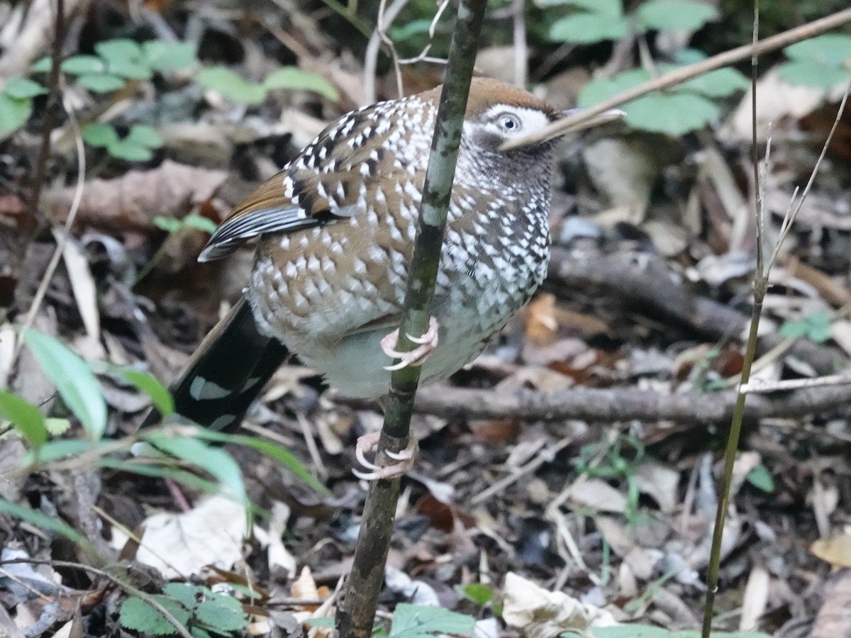 Biet's Laughingthrush - ML646162827