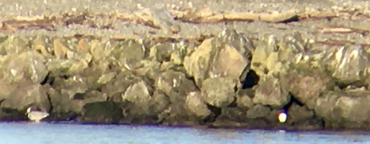 Great Egret - ML646162833