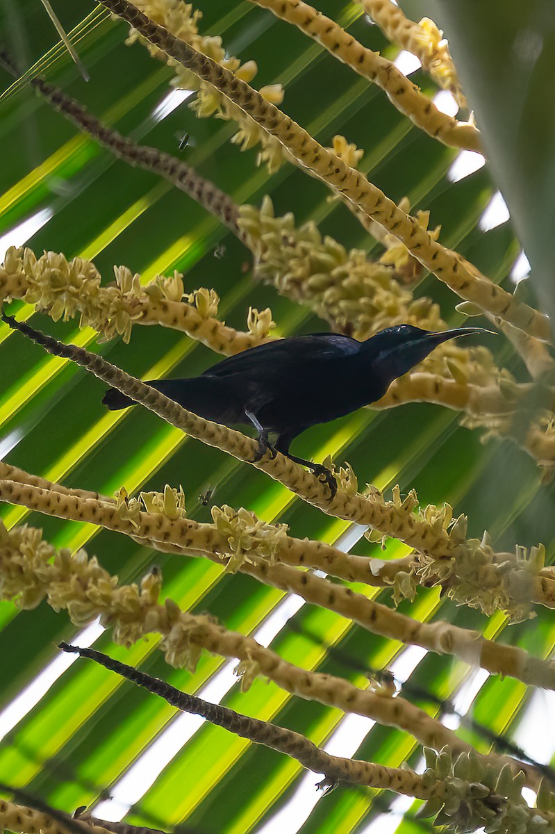 Black Sunbird - ML646162834