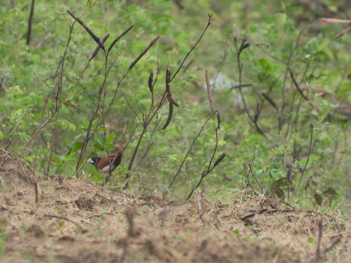 Tricolored Munia - ML646162835