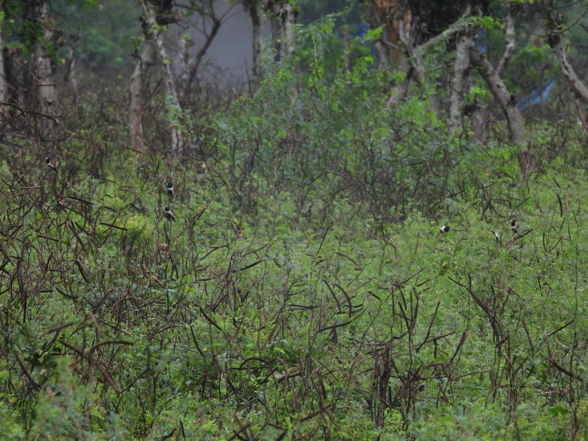 Tricolored Munia - ML646162836