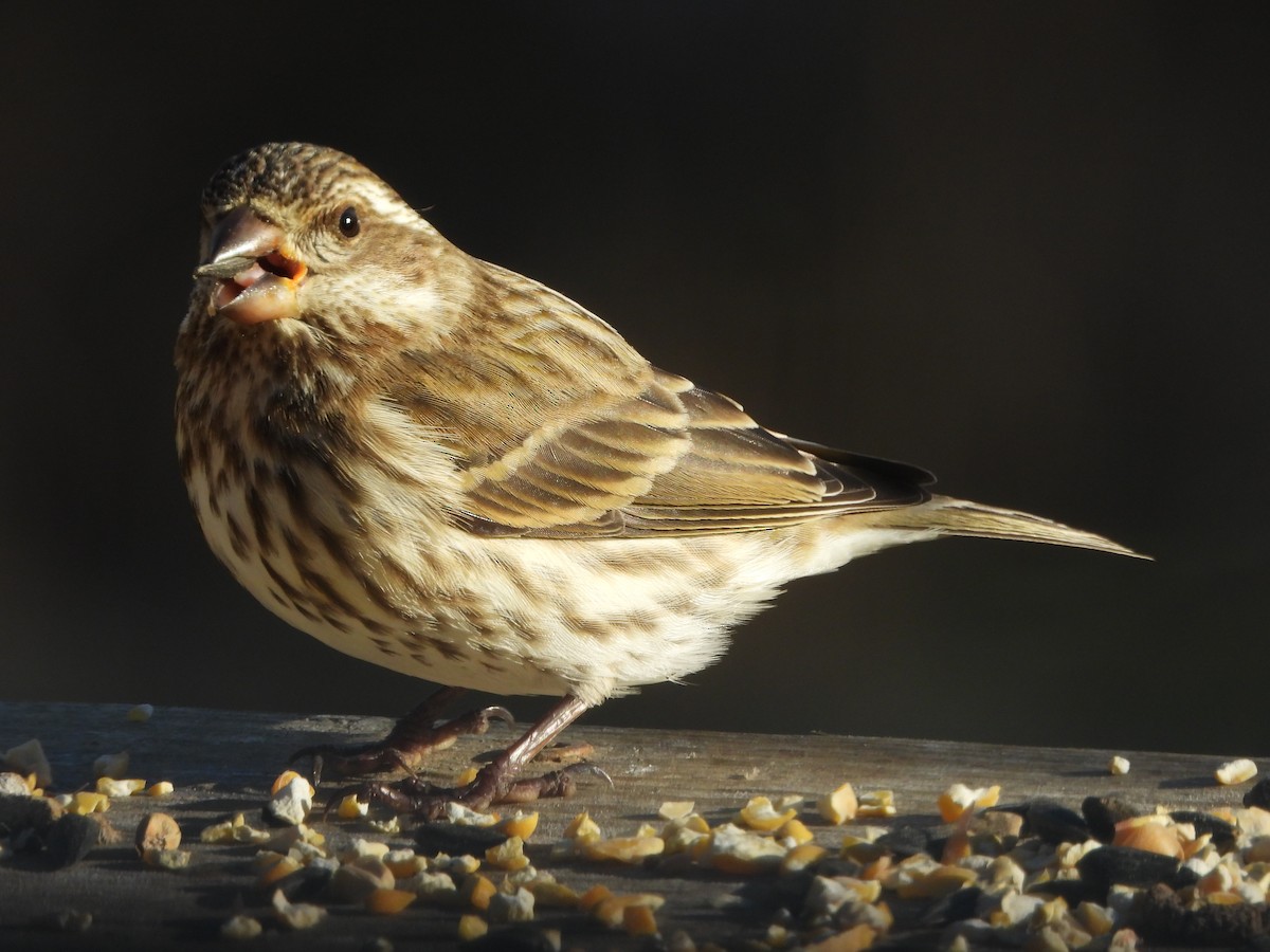 Purple Finch - ML646162838