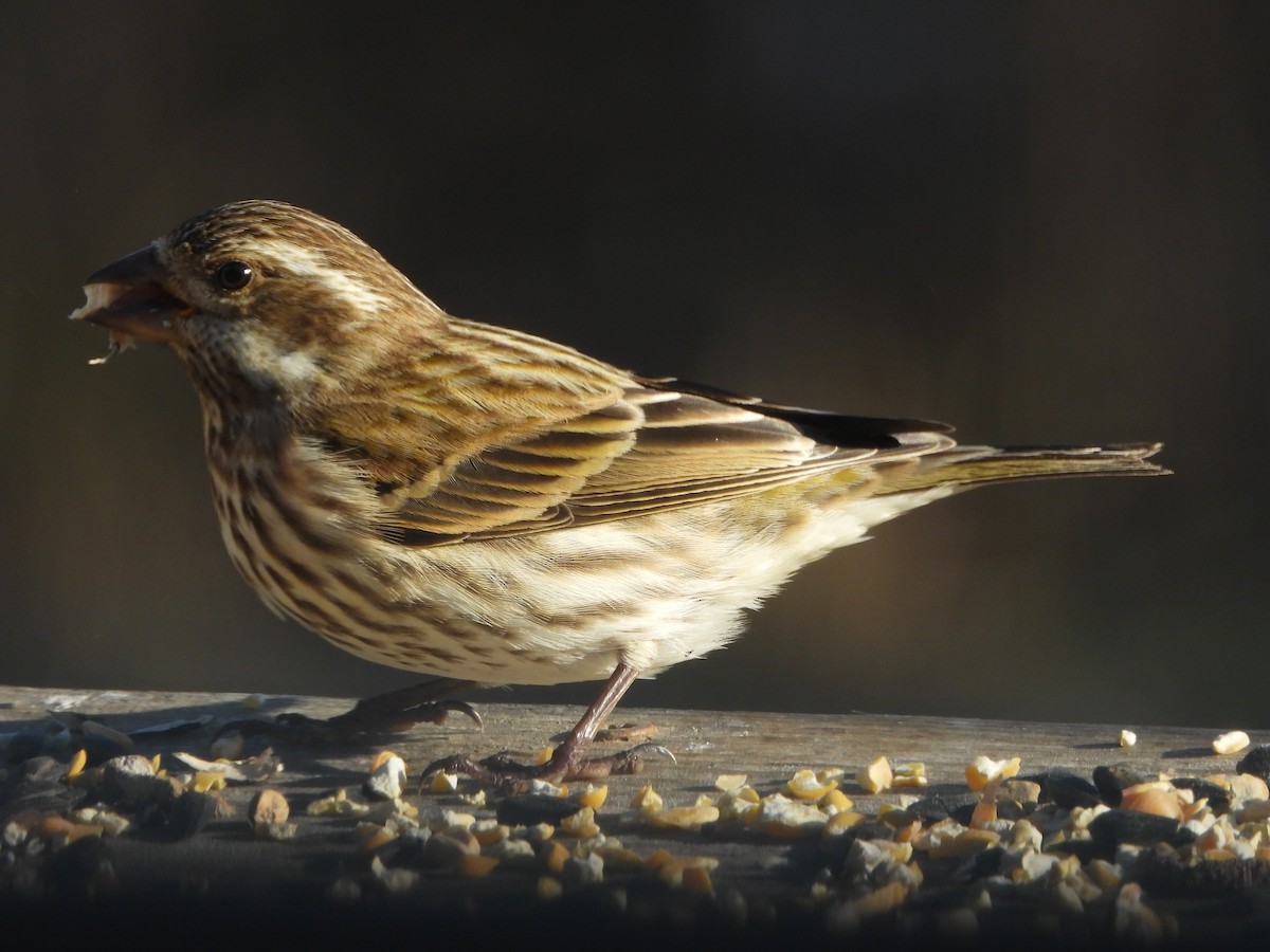 Purple Finch - ML646162839