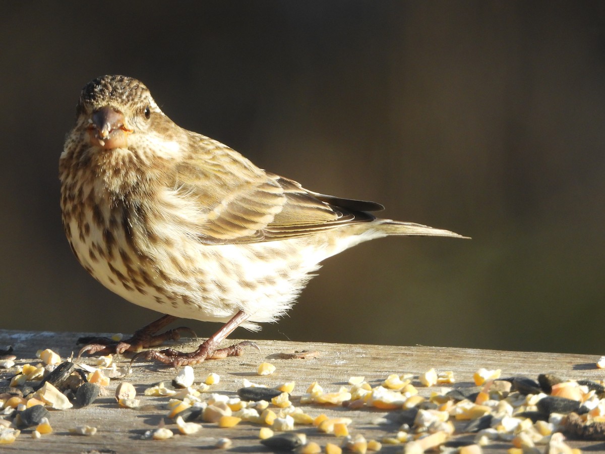 Purple Finch - ML646162840