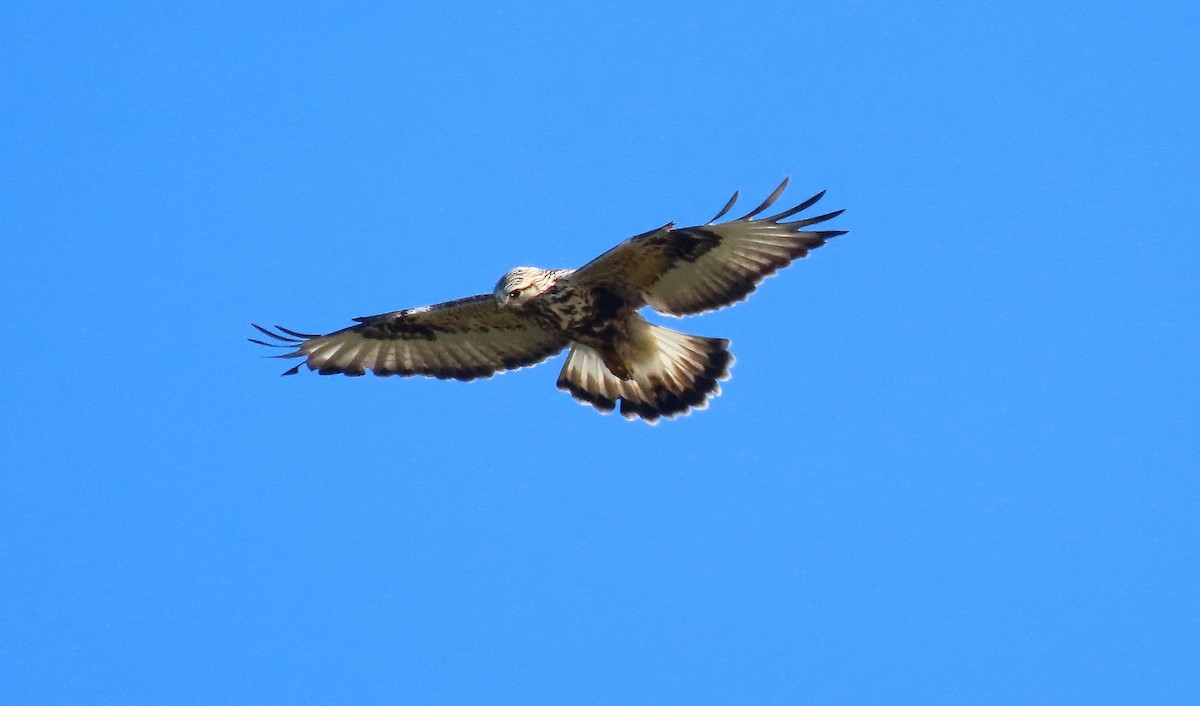 Rough-legged Hawk - ML646162841