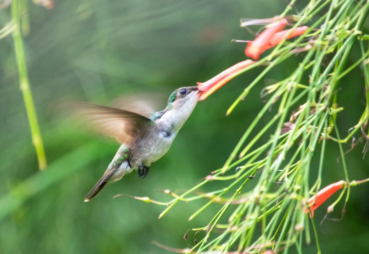 Antillean Crested Hummingbird - ML646162842