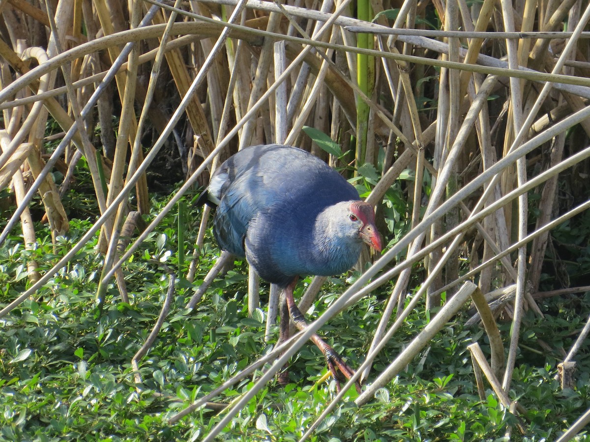 Gray-headed Swamphen - ML646162844