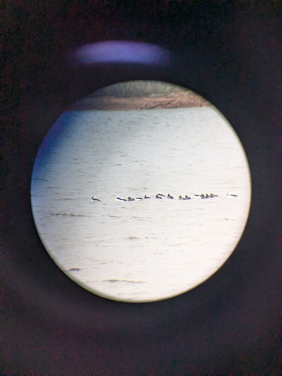 Bufflehead - ML646162845