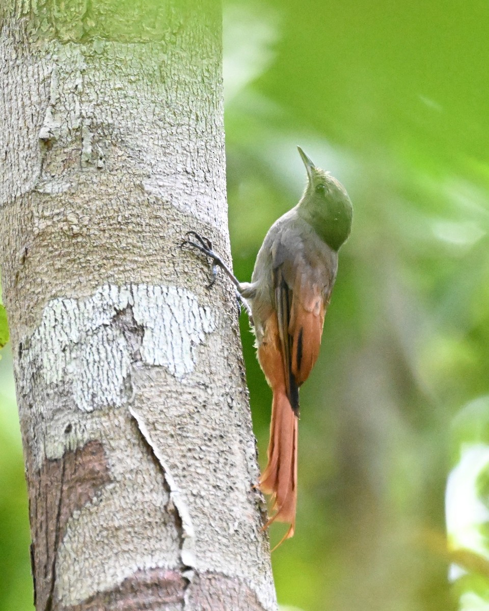 Olivaceous Woodcreeper (Amazonian) - ML646162858