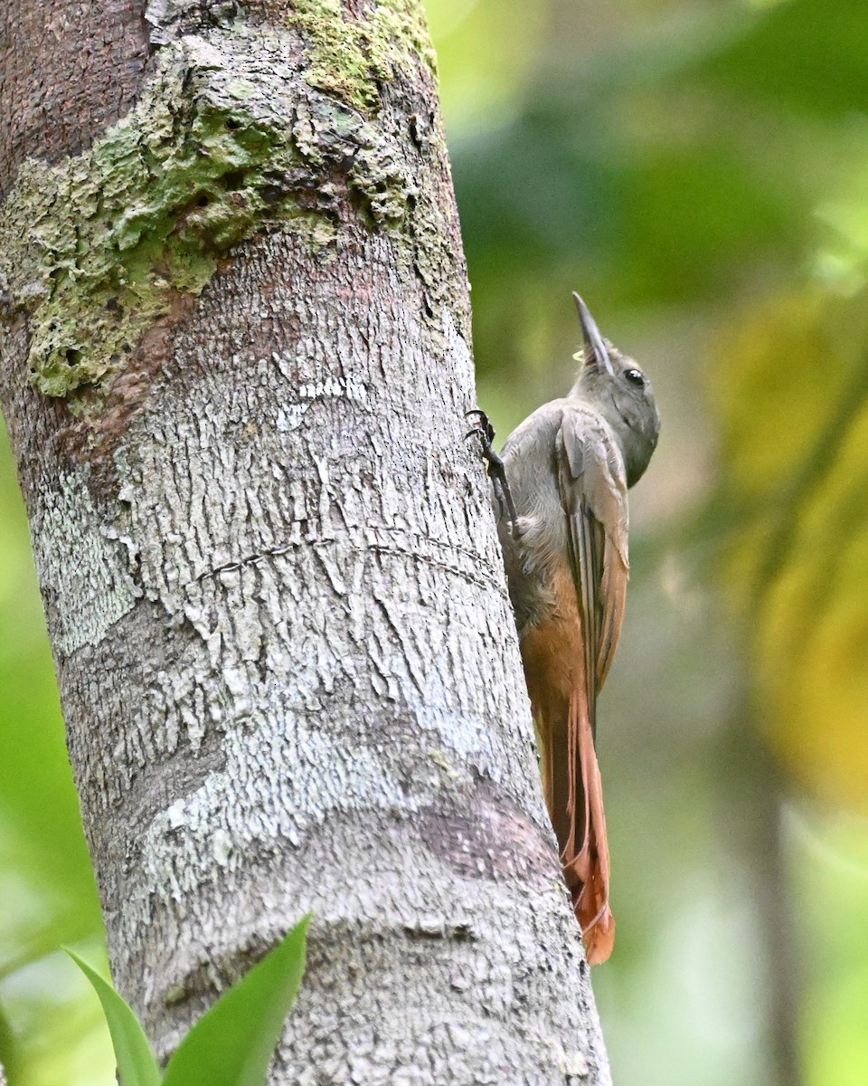 Olivaceous Woodcreeper (Amazonian) - ML646162859