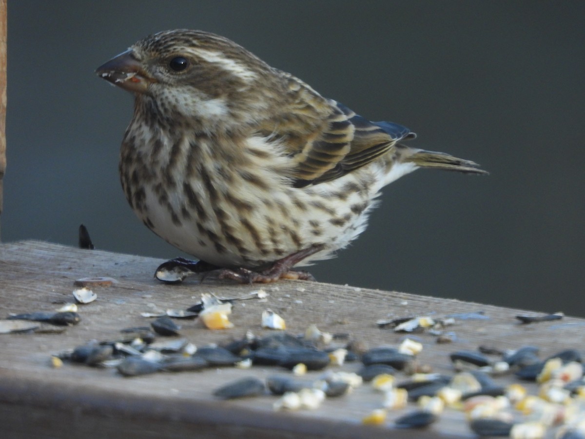 Purple Finch - ML646162860