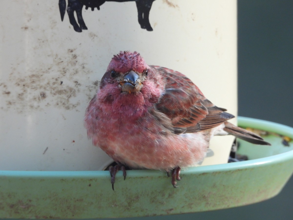 Purple Finch - ML646162861