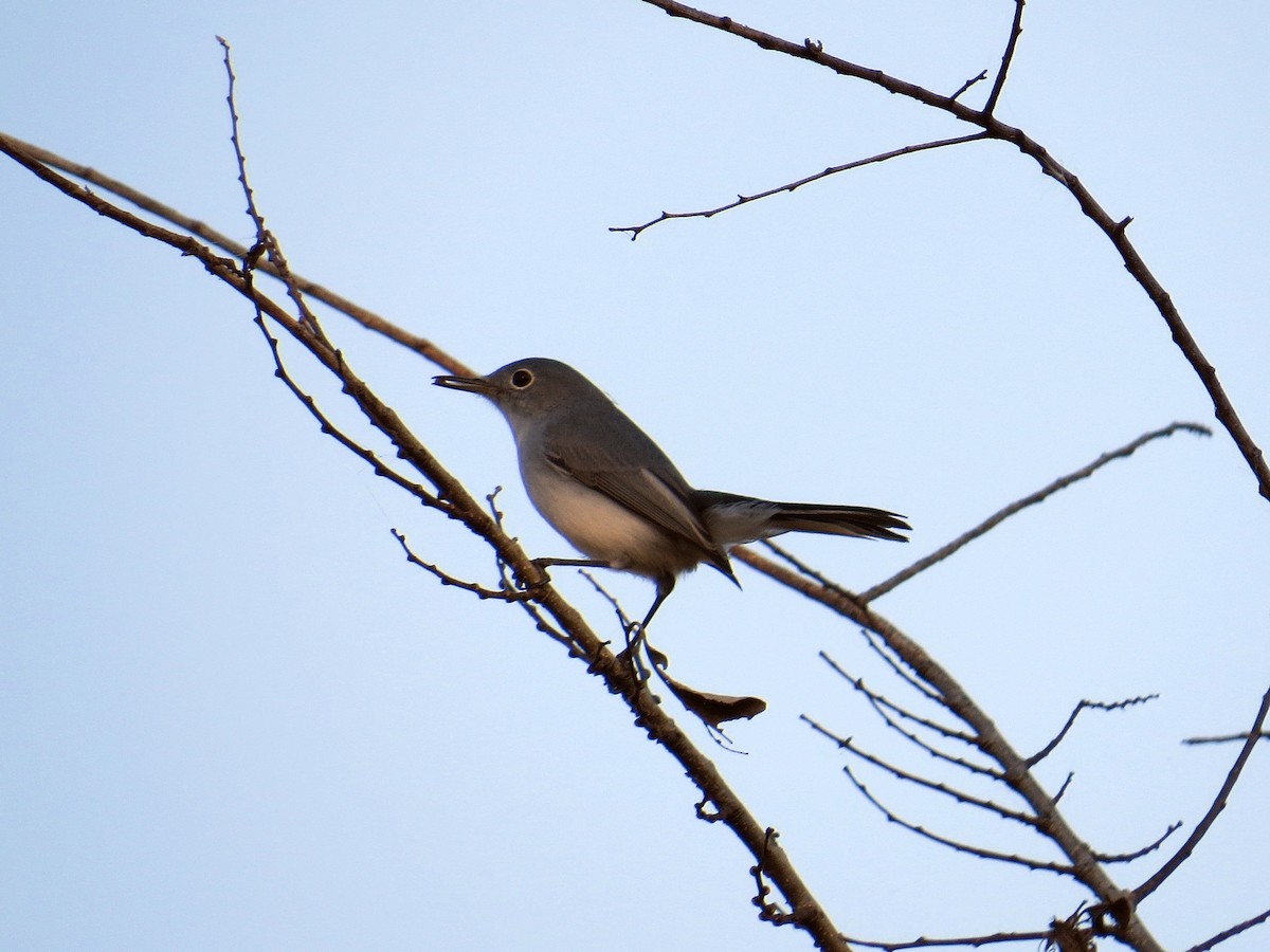 Blue-gray Gnatcatcher - ML646162873