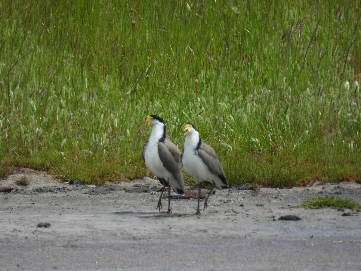 Hegabera maskaraduna - ML646162877