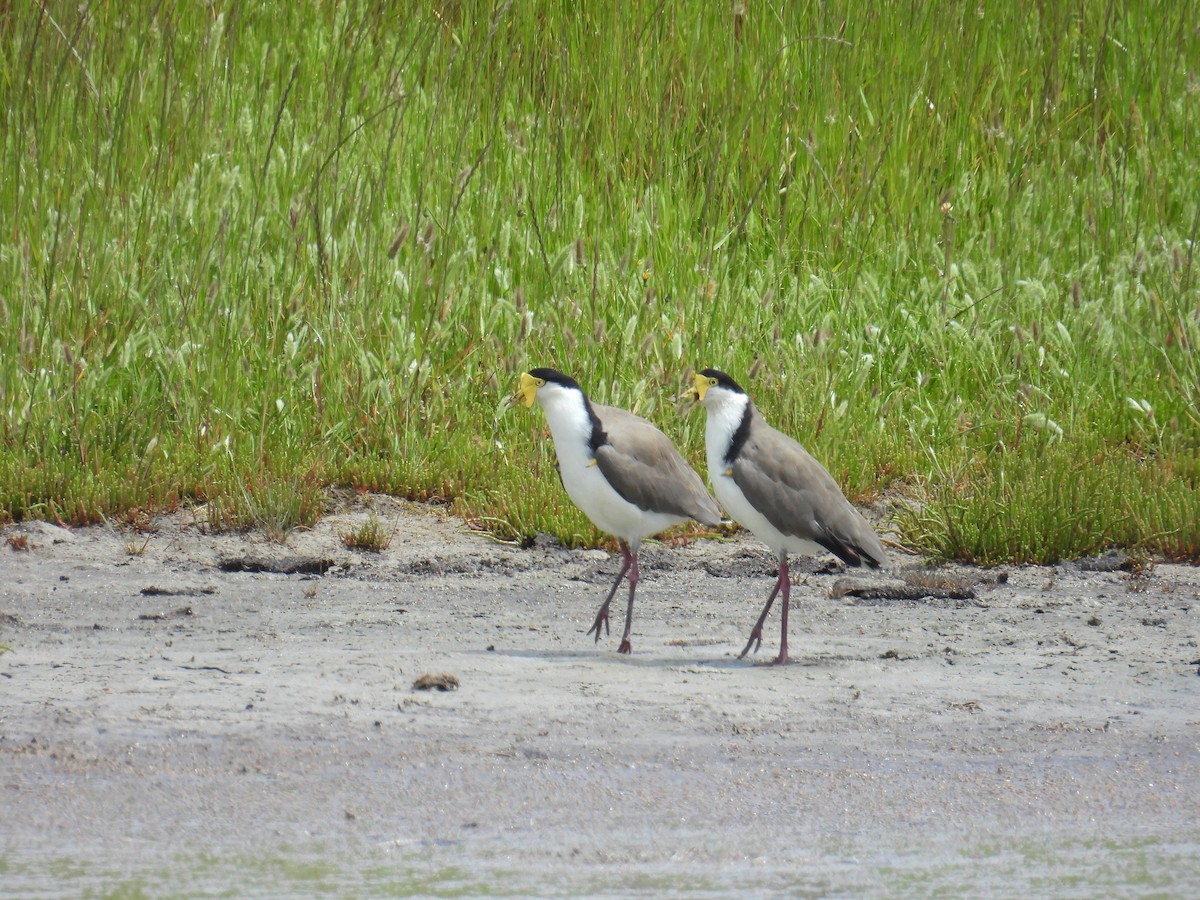 Hegabera maskaraduna - ML646162878