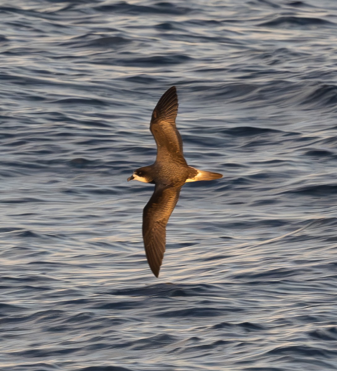 Bermuda Petrel - ML646162880