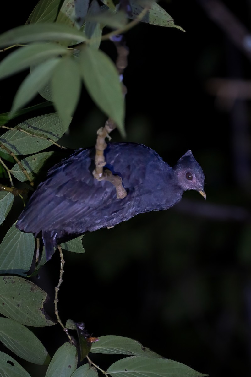 Dusky Megapode - ML646162881