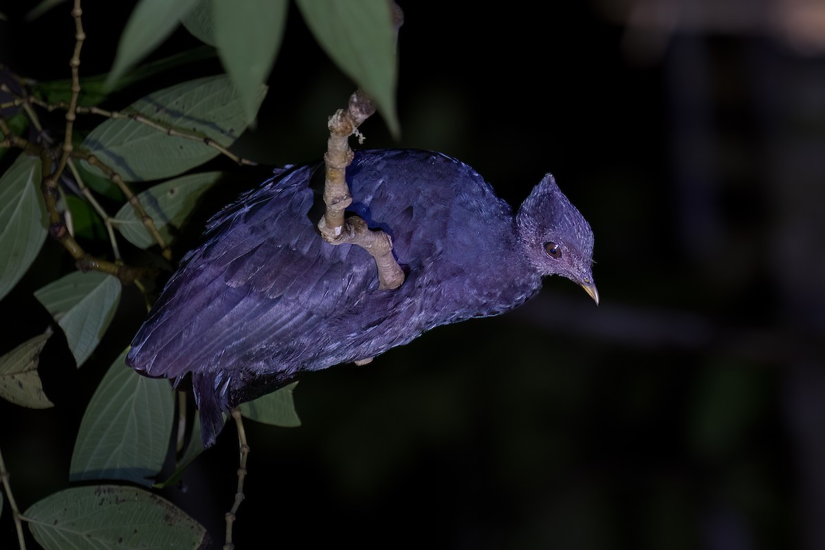 Dusky Megapode - ML646162882