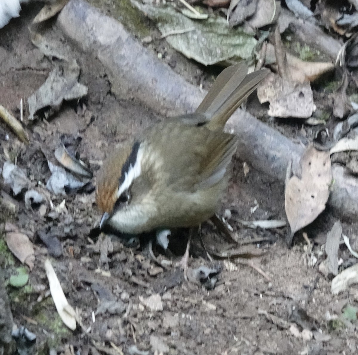 Rusty-capped Fulvetta - ML646162884
