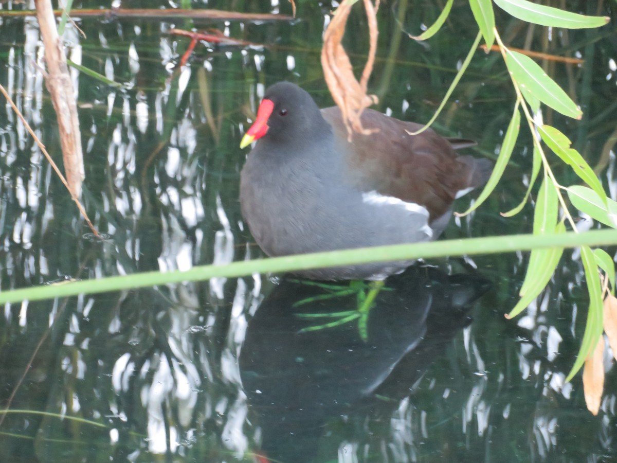 סופית אמריקנית - ML646162885