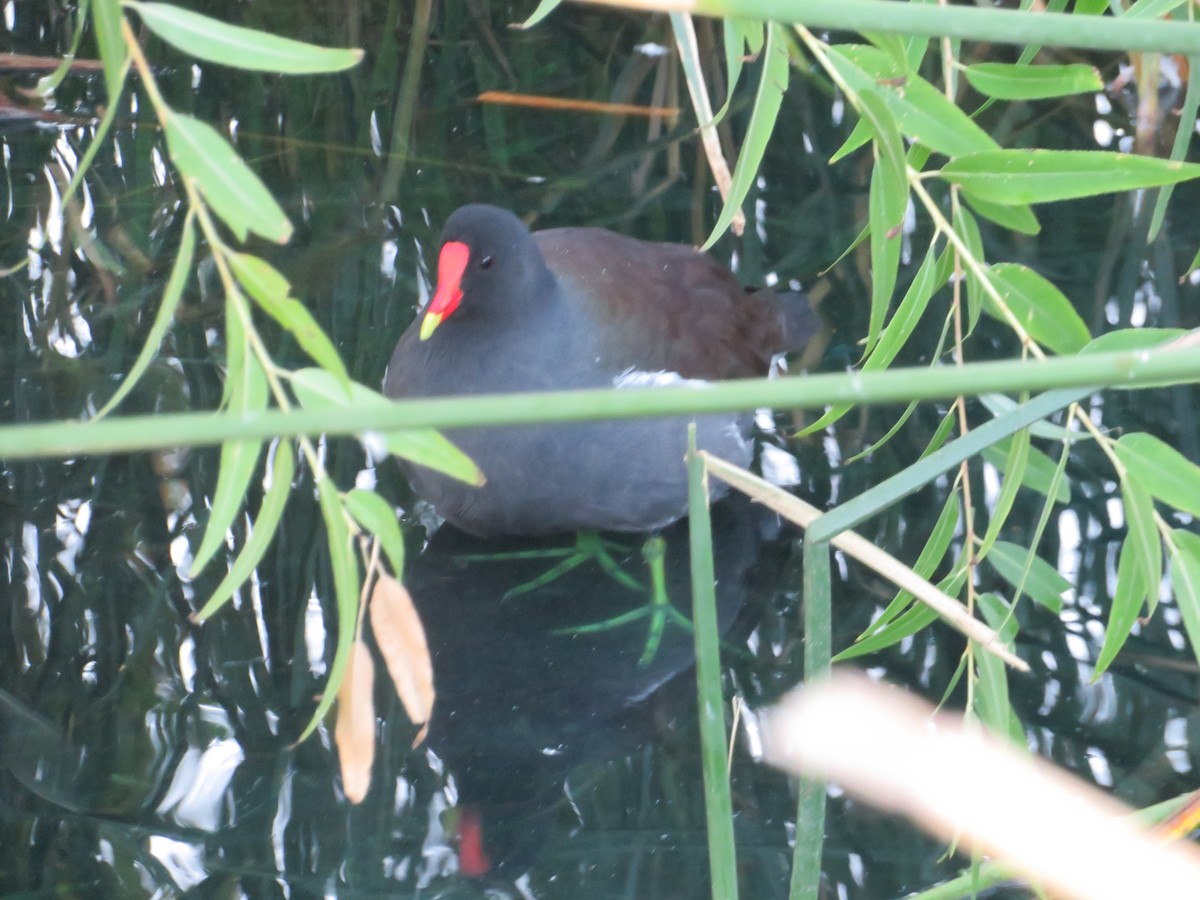 סופית אמריקנית - ML646162886