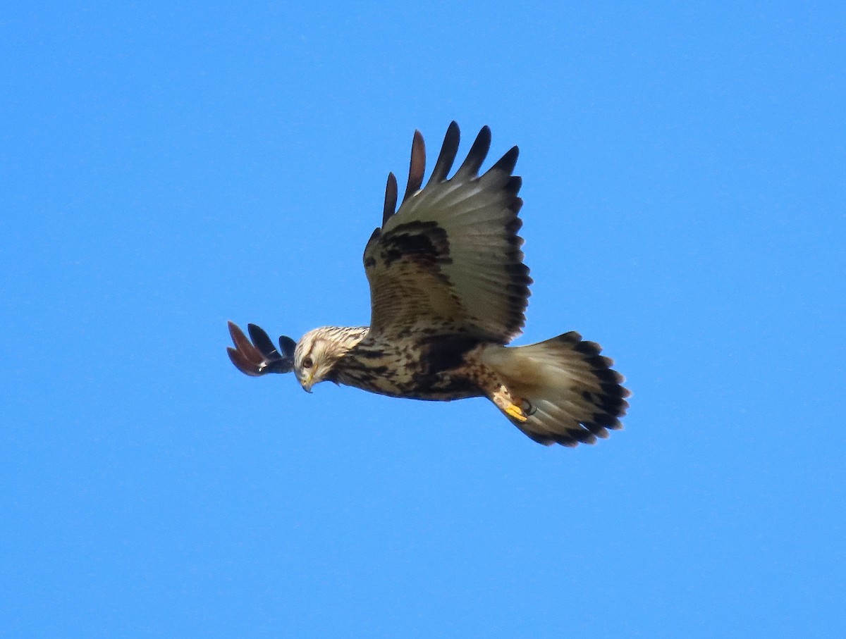 Rough-legged Hawk - ML646162887