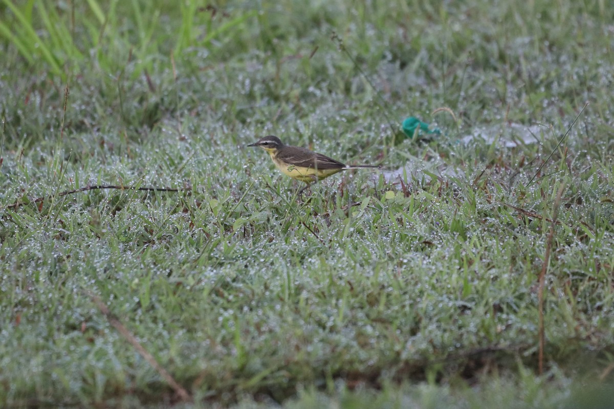 Eastern Yellow Wagtail - ML646162888