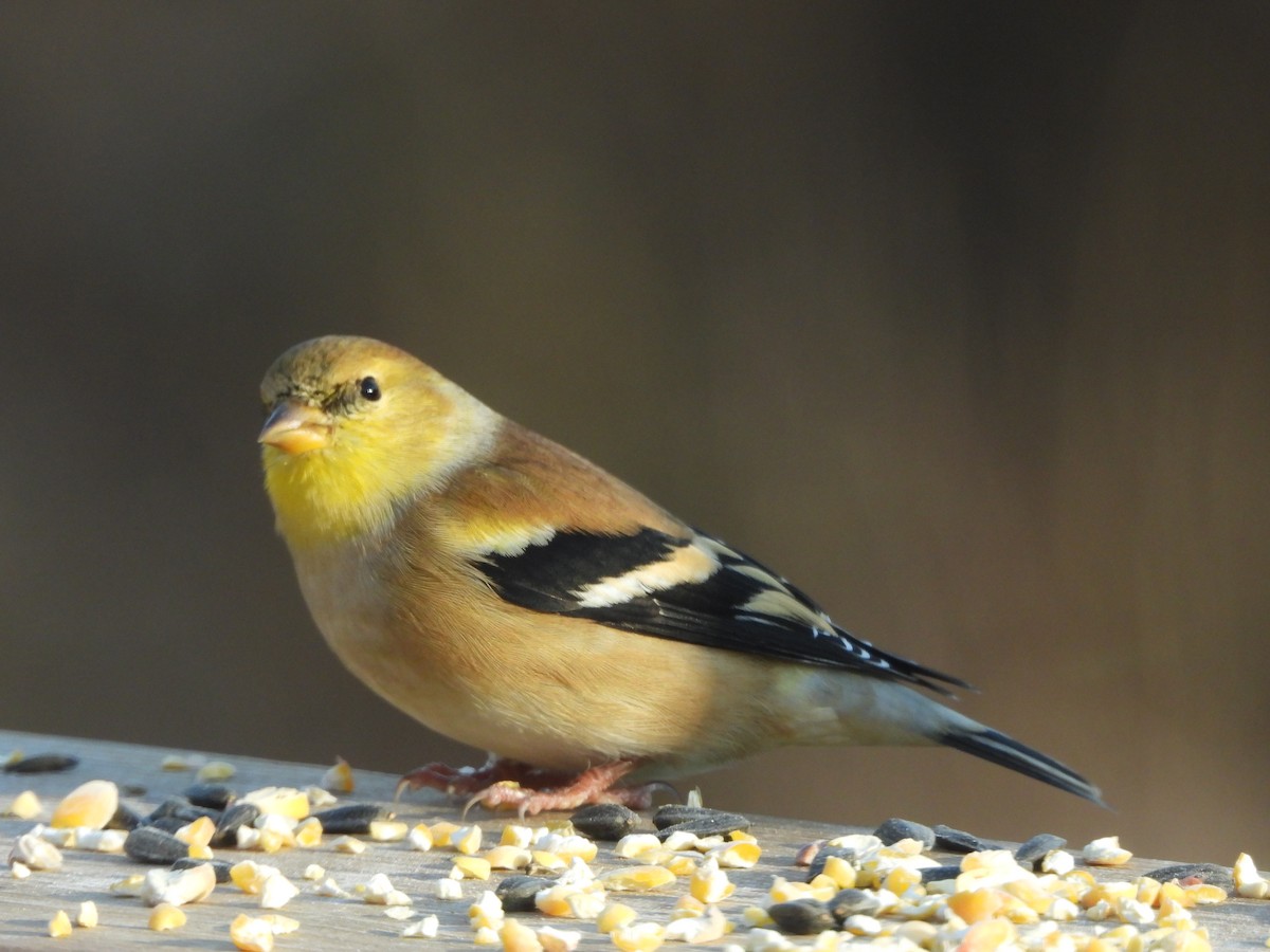 Чиж золотий - ML646162891