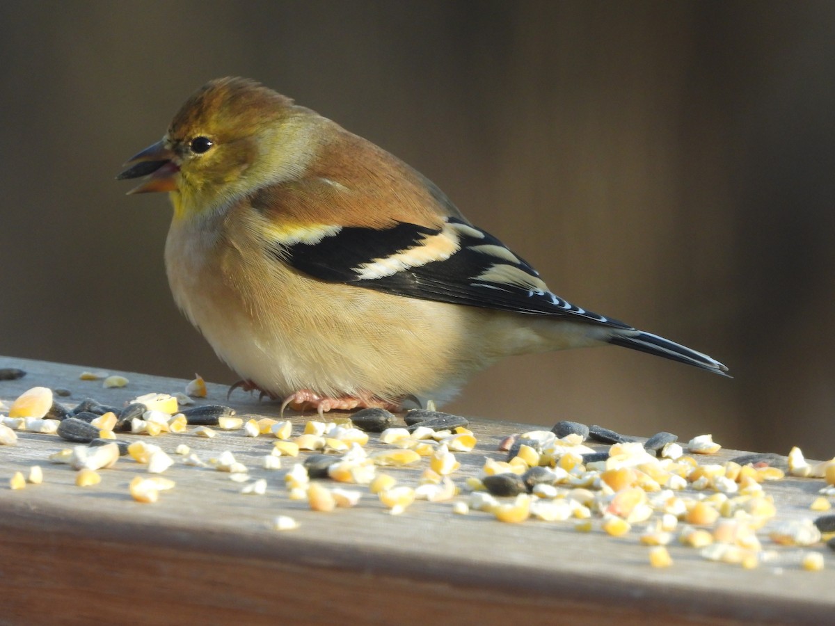 Чиж золотий - ML646162892