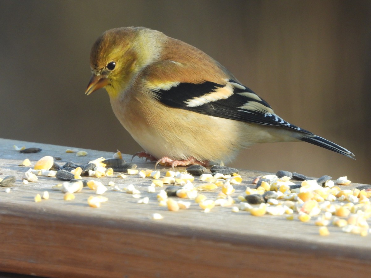 Чиж золотий - ML646162893