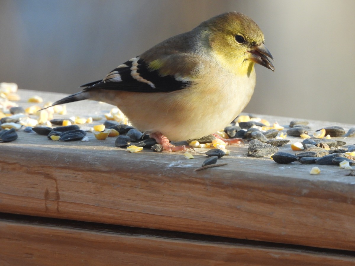 Чиж золотий - ML646162894