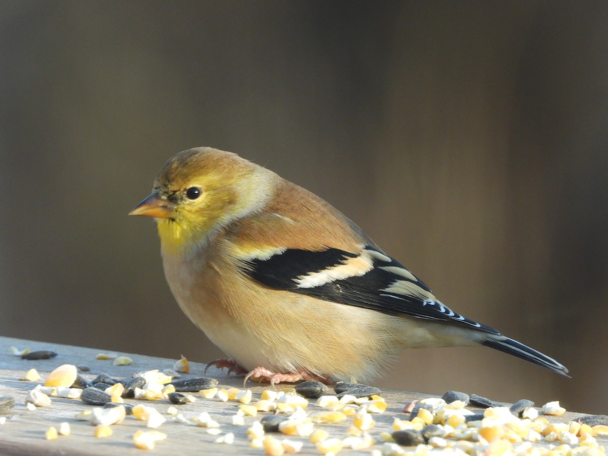 Чиж золотий - ML646162895