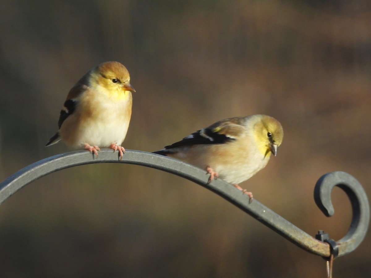 Чиж золотий - ML646162896