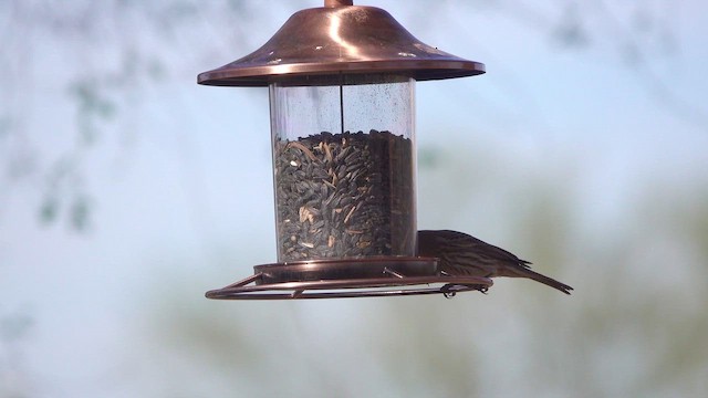 Camachuelo Mexicano - ML646162898